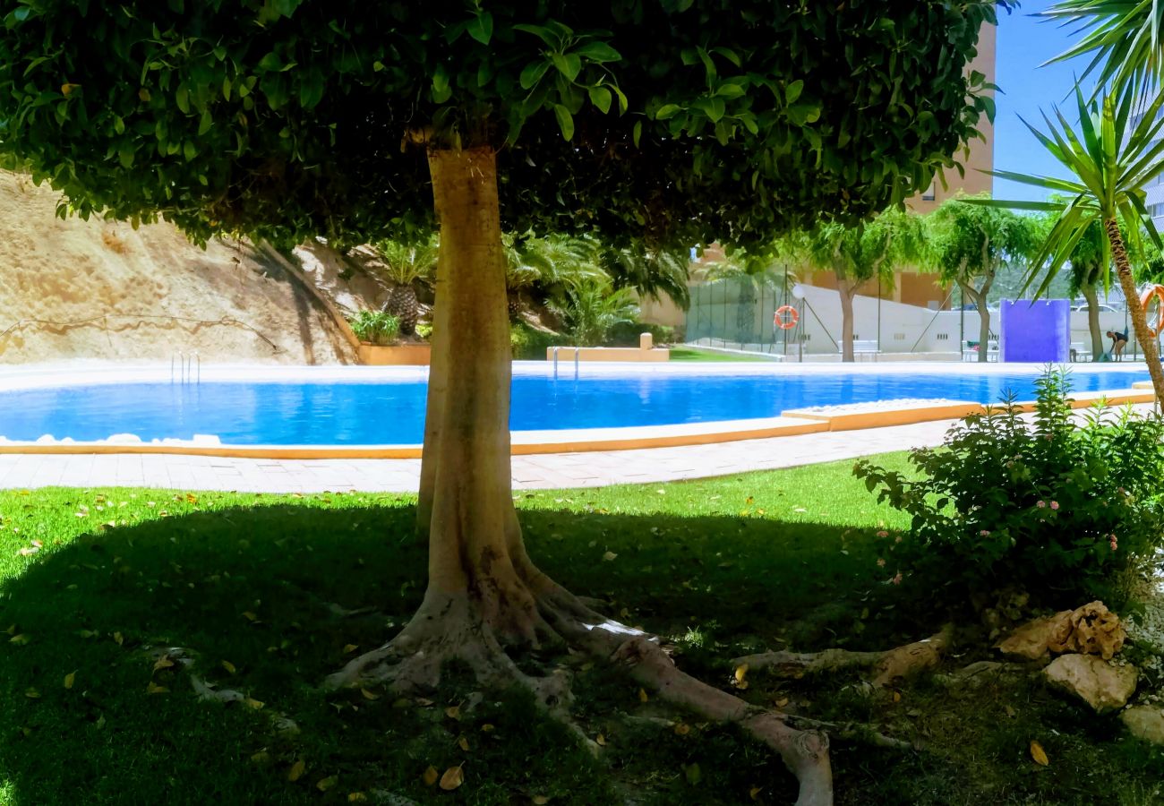 Apartamento en Benidorm - APARTAMENTO ENTREPLAYAS 2 R081