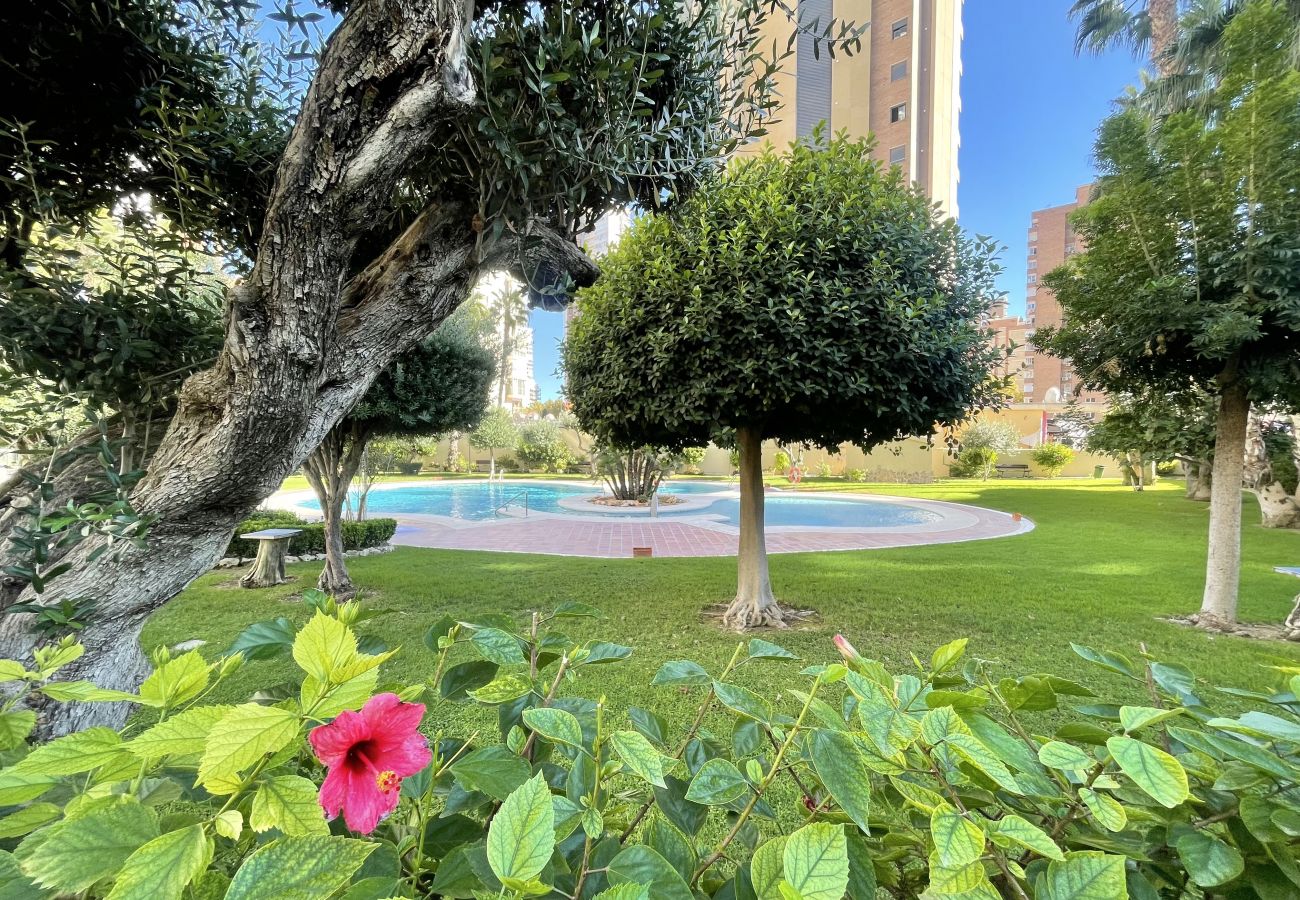 Apartamento en Benidorm - TORPA BENIDORM LEVANTE R135