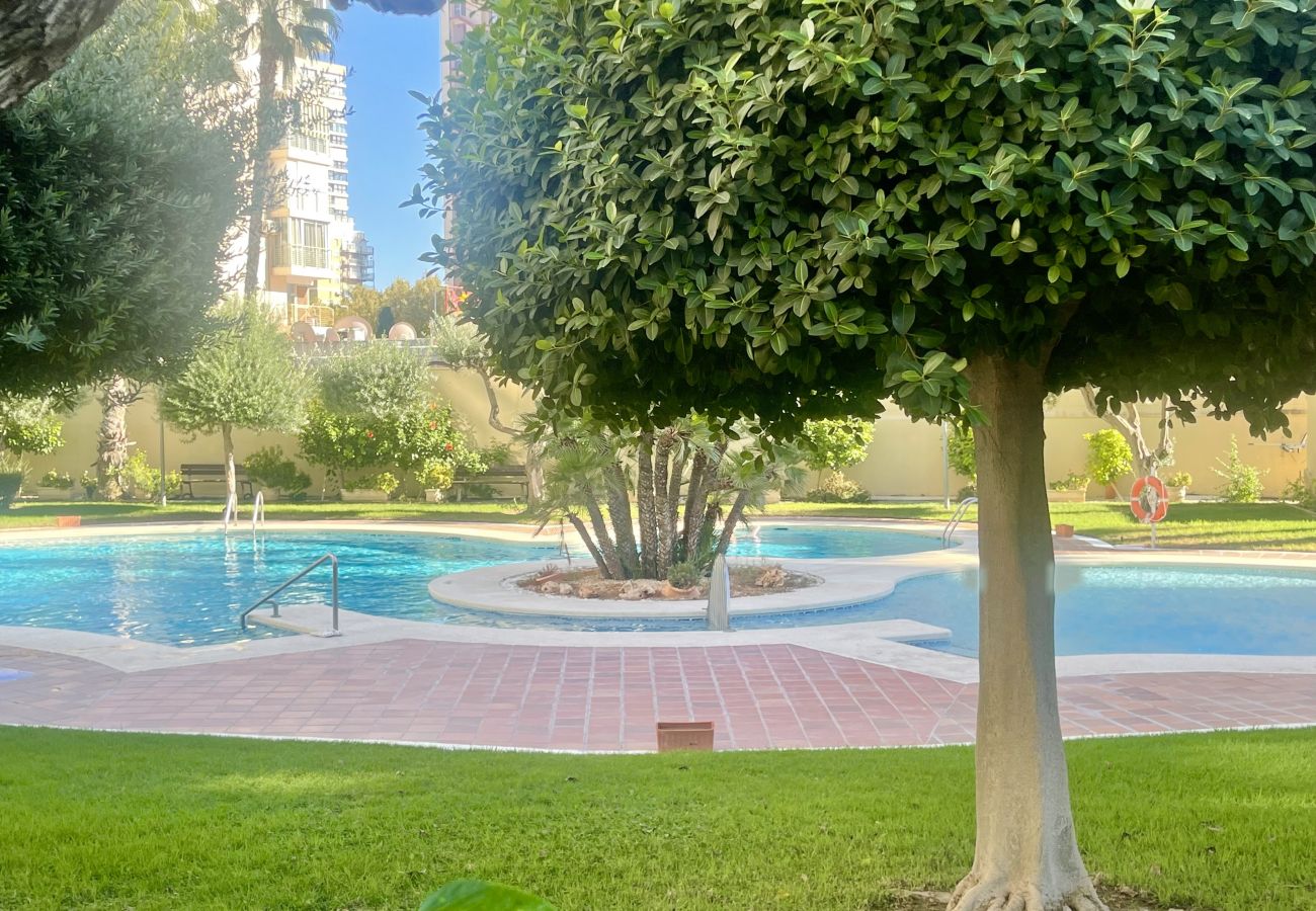 Apartamento en Benidorm - TORPA BENIDORM LEVANTE R135