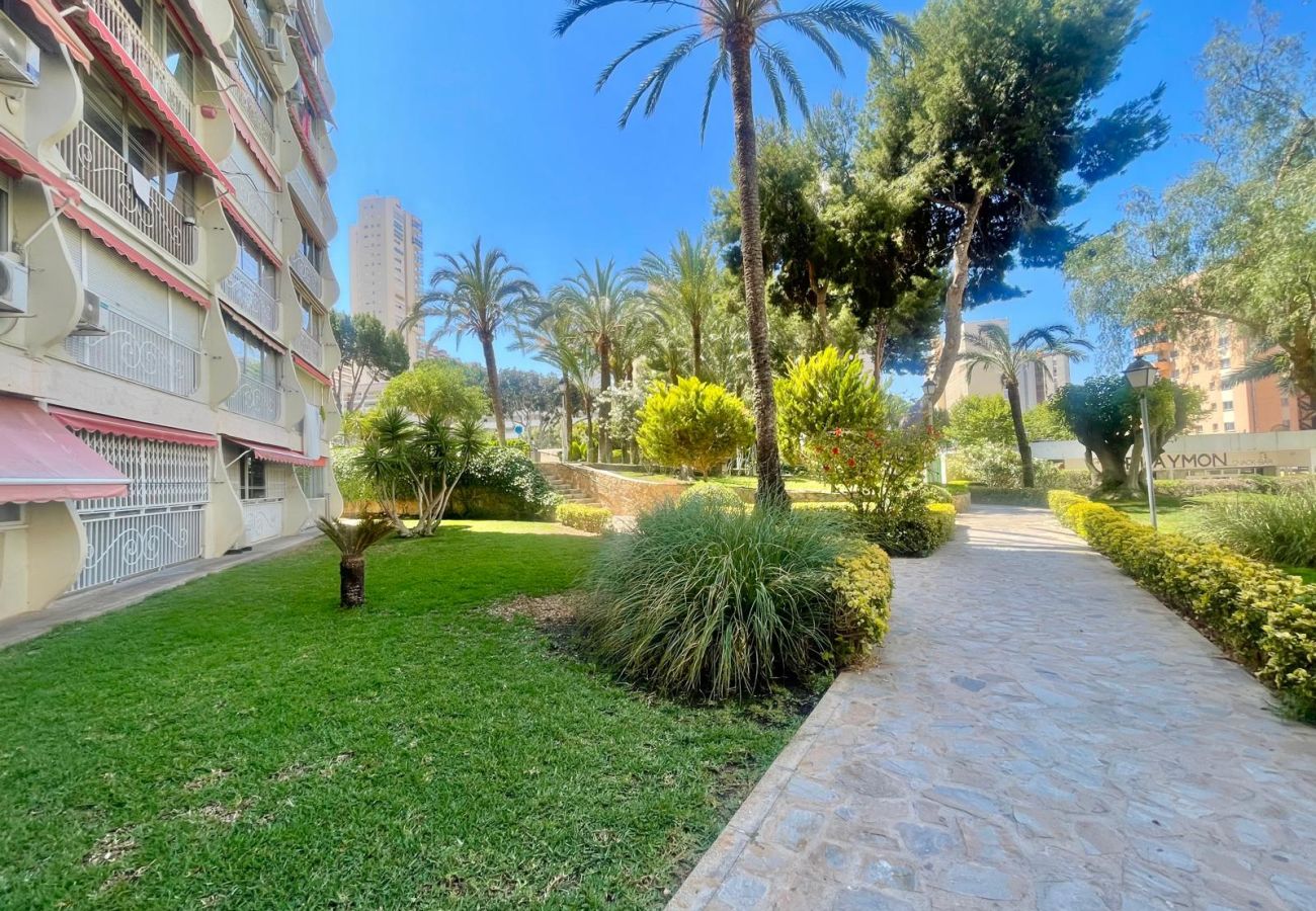 Studio in Benidorm - PENTHOUSE STUDIO PLAYMON PARK N143